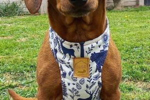 Hocicos Tienda para Mascotas