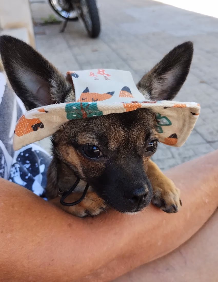 Hocicos Tienda para Mascotas