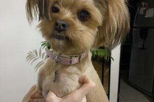 Hocicos Veterinaria Pet Shop