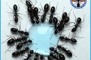 Hormiga Reina Antalas