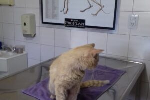 Hospital Veterinario Andino