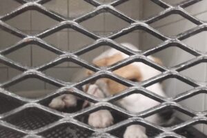 Hospital veterinario Ezeiza