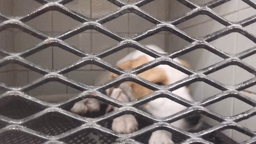 Hospital veterinario Ezeiza