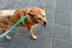 Hospital Veterinario Guillón