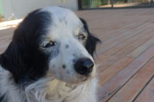 Hospital Veterinario Lahuenco