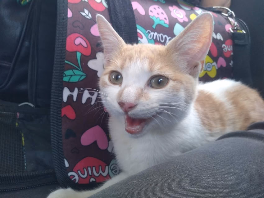 Hospital Veterinario Patagónico