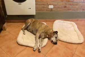 Hospital Veterinario Suarez