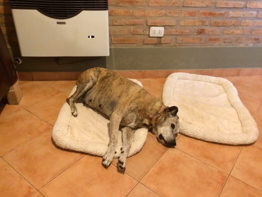 Hospital Veterinario Suarez