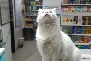 Idiazur Clínica Veterinaria Pet Shop