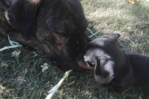 Instituto Veterinario Dr José Casagrande