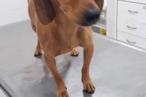 Insupec Sa Casa Central