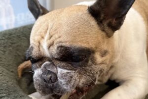 Kahu Pet shop natural