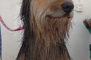 Kame Can Peluqueria Canina