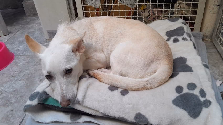 Kangoo Pet Food Versalles 2