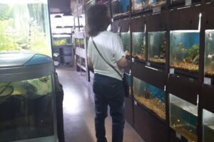 Kenyifish Aquarium Design Peces de Todo el Mundo