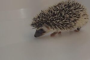 Khan Tienda de Mascotas Petshop