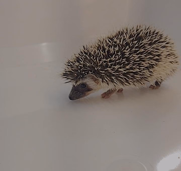 Khan Tienda de Mascotas Petshop