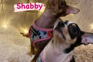 Kitu PetShop Tienda Online