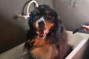 Kotas Pet Shop Peluqueria canina