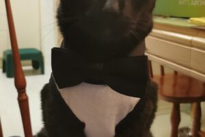 La Bicheria Pet SHop