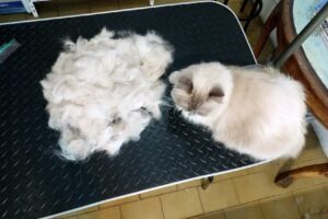 La Botica de Las Mascotas