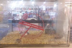 La Boutique De Las Mascotas