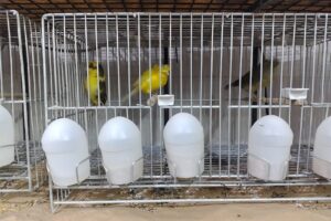 La Boutique Del Canario