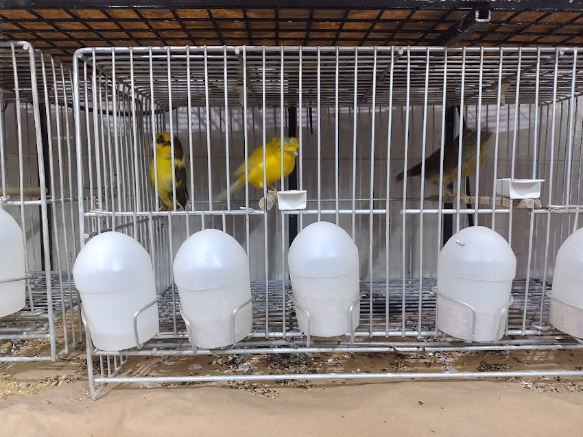 La Boutique Del Canario