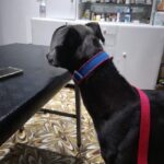 La Casa de las Mascotas