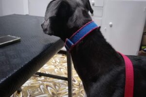 La Casa de las Mascotas