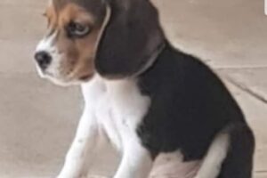 La Casimira Pet Shop