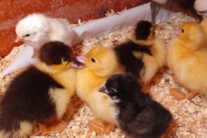 La Chasquita Forrajeria