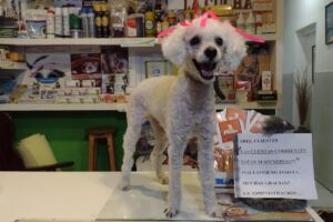 La Cucha Servicios Veterinarios