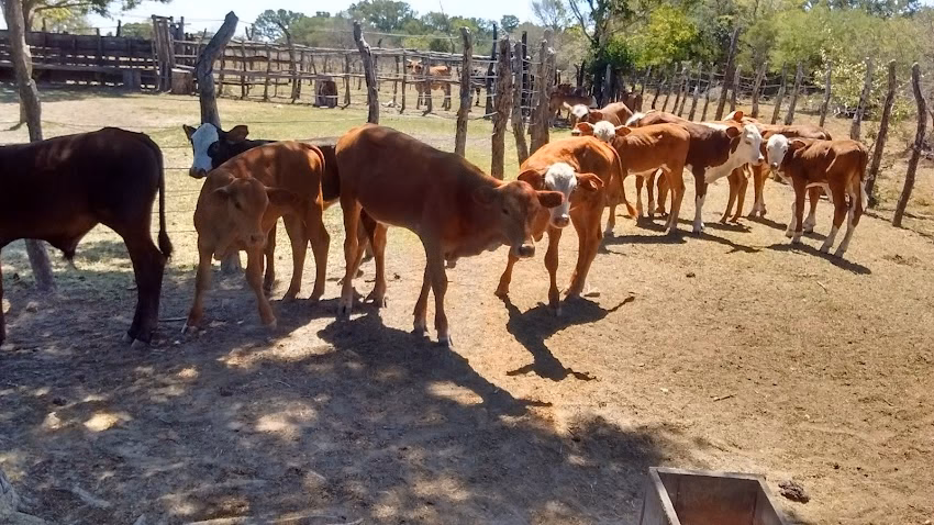 La Cucha Servicios Veterinarios