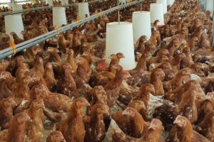 La Cuenca Agropecuaria Is