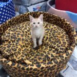 La Cueva Alimentos Balanceados