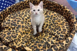 La Cueva Alimentos Balanceados