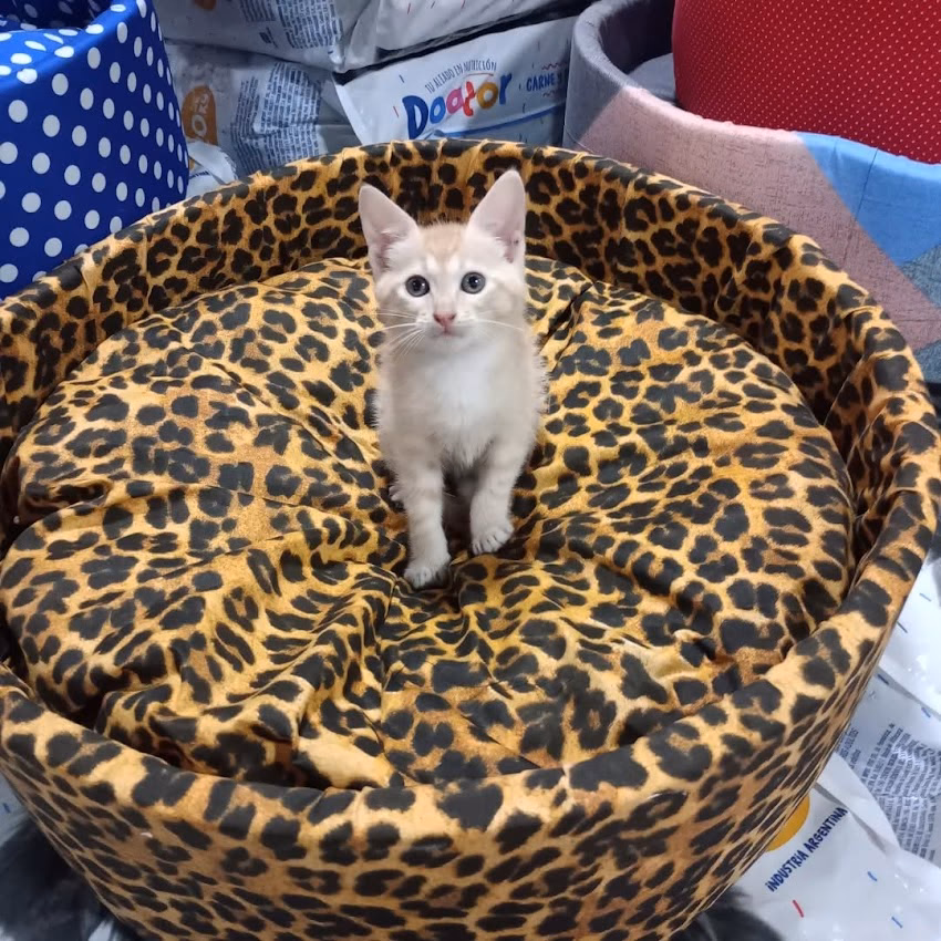 La Cueva Alimentos Balanceados