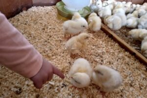 La Forrajeria Srl Conecar Alimentos Balanceados