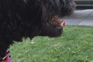 La Granja Veterinaria Pet Shop