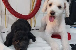 La Loca de los Perros