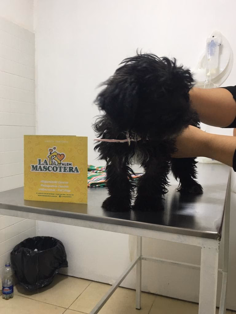 La Mascotera