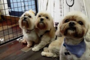 La Perrikiur Peluquería Canina Pilar Centro