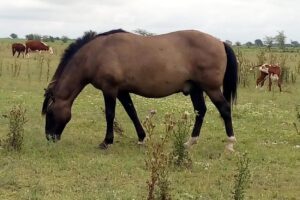 La Pirgua Casa Central
