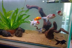 La Selva Pet Shop Vivero Y Acuario