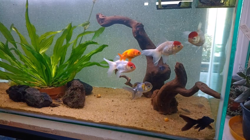 La Selva Pet Shop Vivero Y Acuario