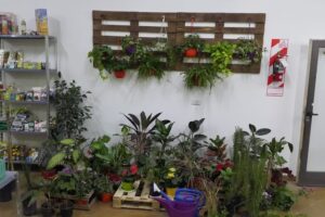 La semilleria de Santa Rosa