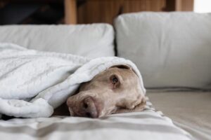 La Tienda de Pichichos