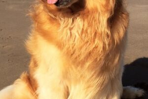 La Tranquera Vet Shop