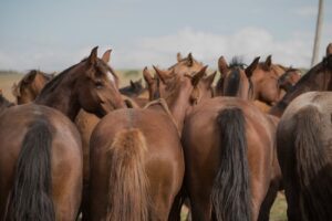 La Vete Veterinaria del Polo